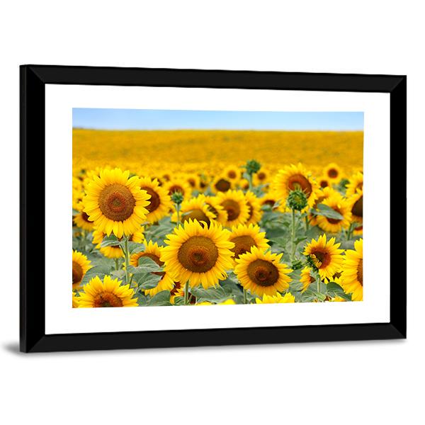 Sunflower Field Canvas Wall Art-3 Horizontal-Gallery Wrap-25" x 16"-Tiaracle