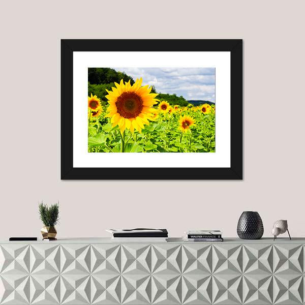 Sunflower Field In Sunny Weather Canvas Wall Art-1 Piece-Framed Print-20" x 16"-Tiaracle