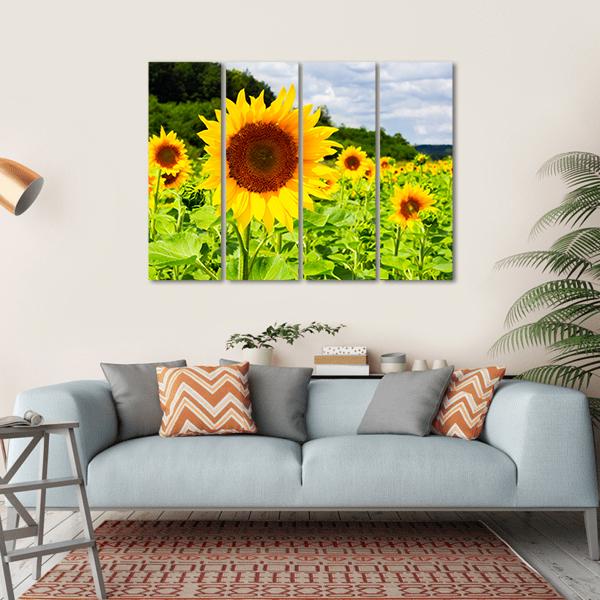 Sunflower Field In Sunny Weather Canvas Wall Art-4 Horizontal-Gallery Wrap-34" x 24"-Tiaracle