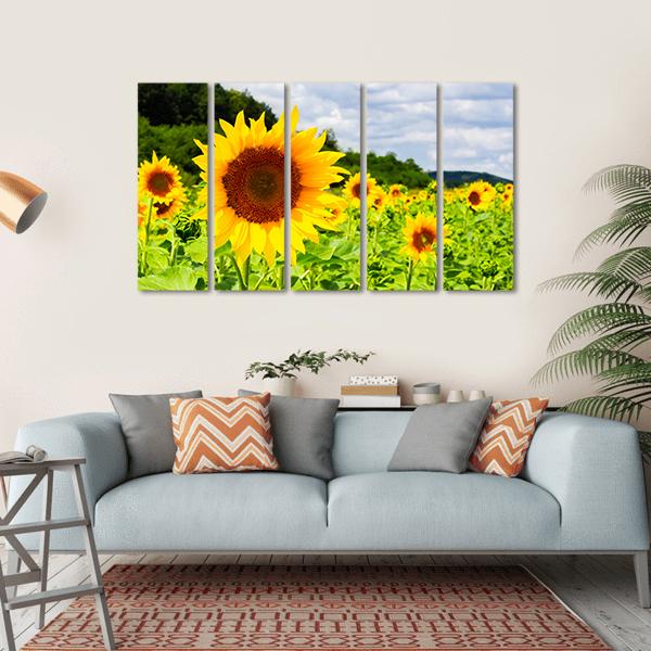 Sunflower Field In Sunny Weather Canvas Wall Art-5 Horizontal-Gallery Wrap-22" x 12"-Tiaracle