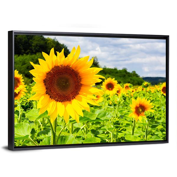 Sunflower Field In Sunny Weather Canvas Wall Art-3 Horizontal-Gallery Wrap-25" x 16"-Tiaracle