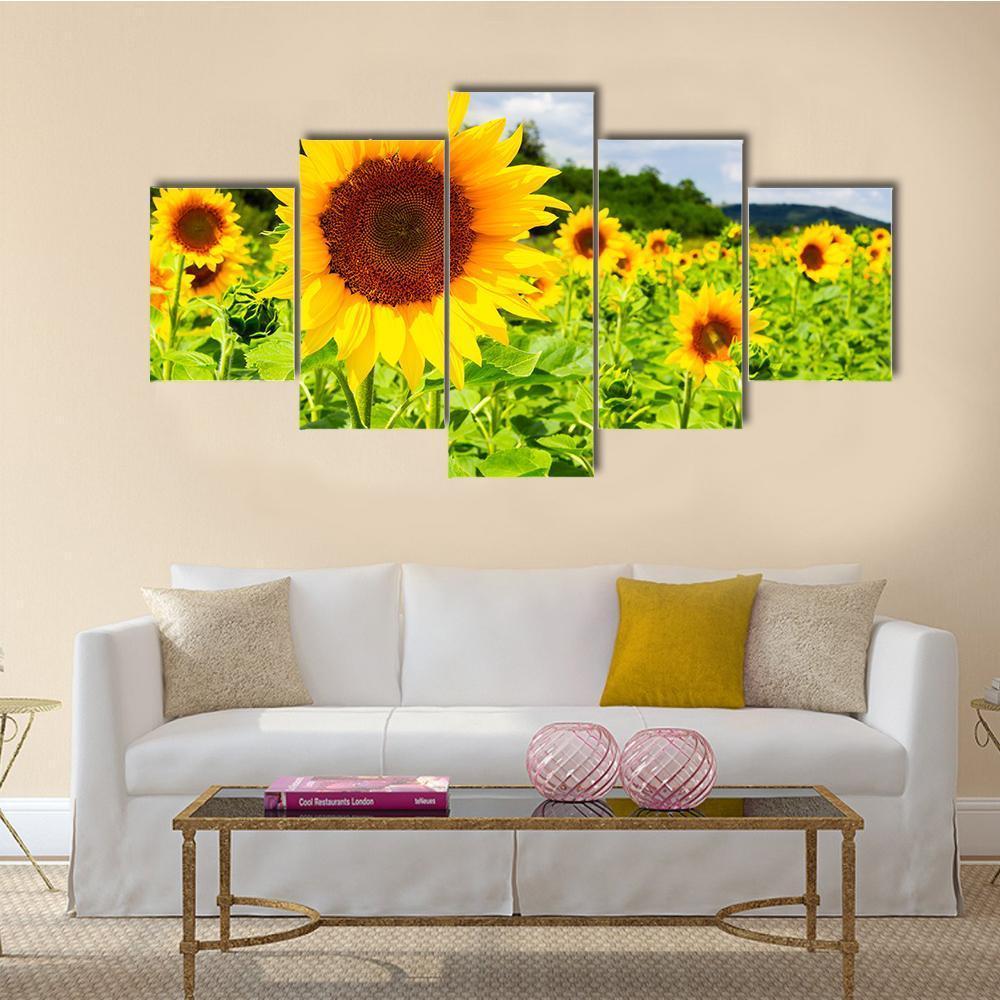 Sunflower Field In Sunny Weather Canvas Wall Art-3 Horizontal-Gallery Wrap-37" x 24"-Tiaracle