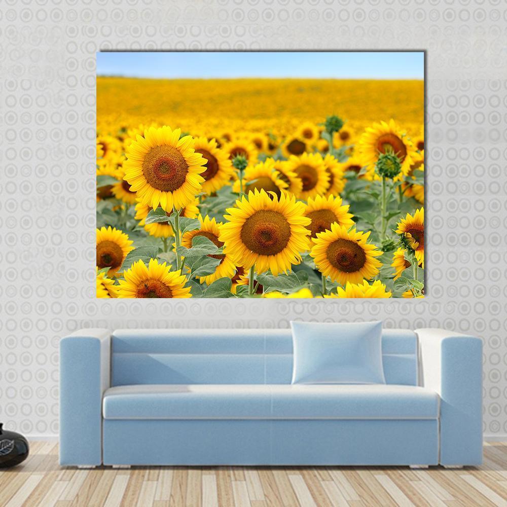 Sunflower Field Canvas Wall Art-1 Piece-Gallery Wrap-48" x 32"-Tiaracle