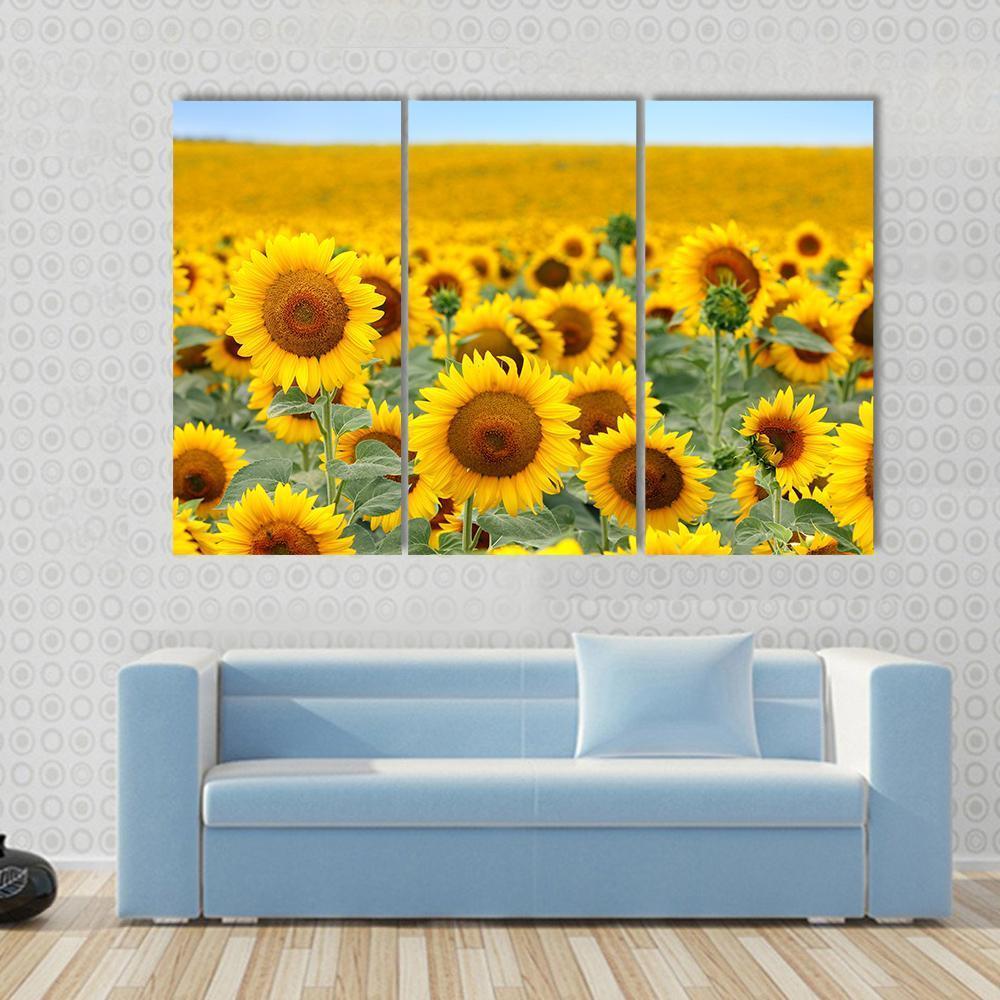Sunflower Field Canvas Wall Art-4 Pop-Gallery Wrap-50" x 32"-Tiaracle