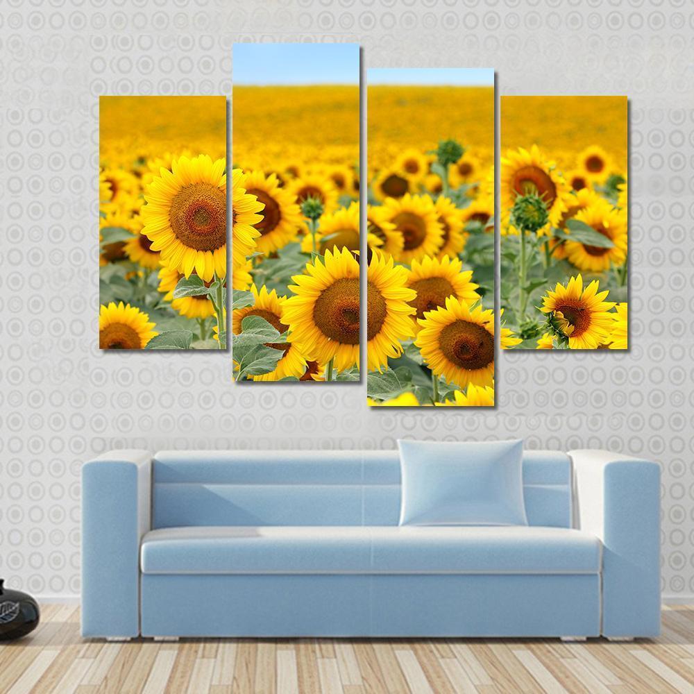 Sunflower Field Canvas Wall Art-4 Pop-Gallery Wrap-50" x 32"-Tiaracle
