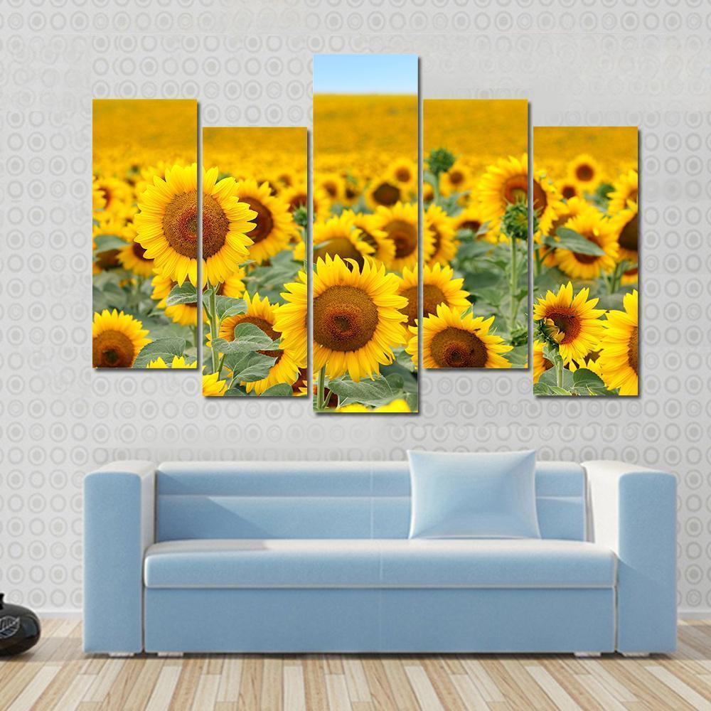 Sunflower Field Canvas Wall Art-5 Pop-Gallery Wrap-47" x 32"-Tiaracle