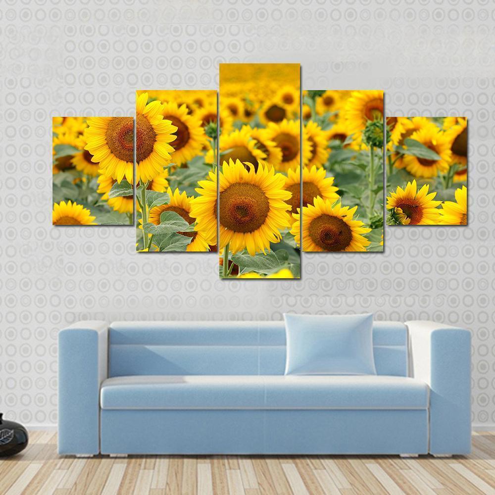 Sunflower Field Canvas Wall Art-5 Star-Gallery Wrap-62" x 32"-Tiaracle