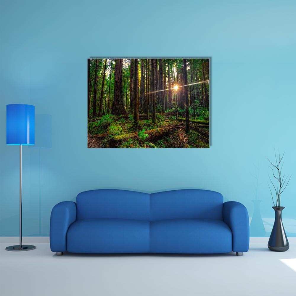 Sunlit Redwood Forest Canvas Wall Art in brown and green, single panel hung on a wall