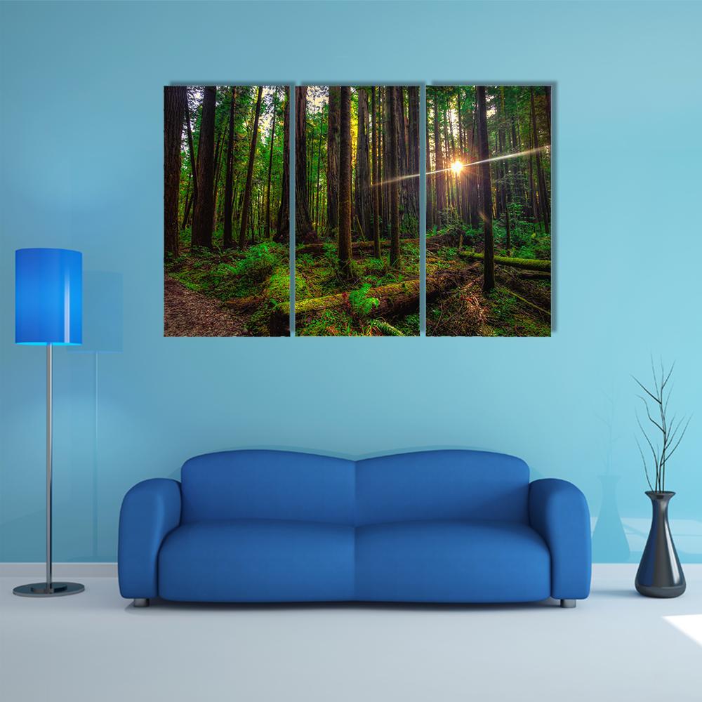 Sunlight In The Redwoods Forest Canvas Wall Art-3 Horizontal-Gallery Wrap-25" x 16"-Tiaracle