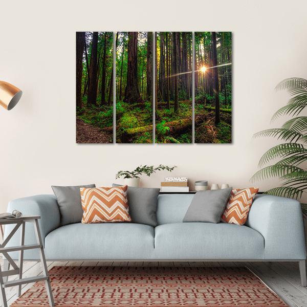 Redwoods Forest and Sunlight Canvas Wall Art-4 Horizontal-Gallery Wrap-34" x 24"-Tiaracle