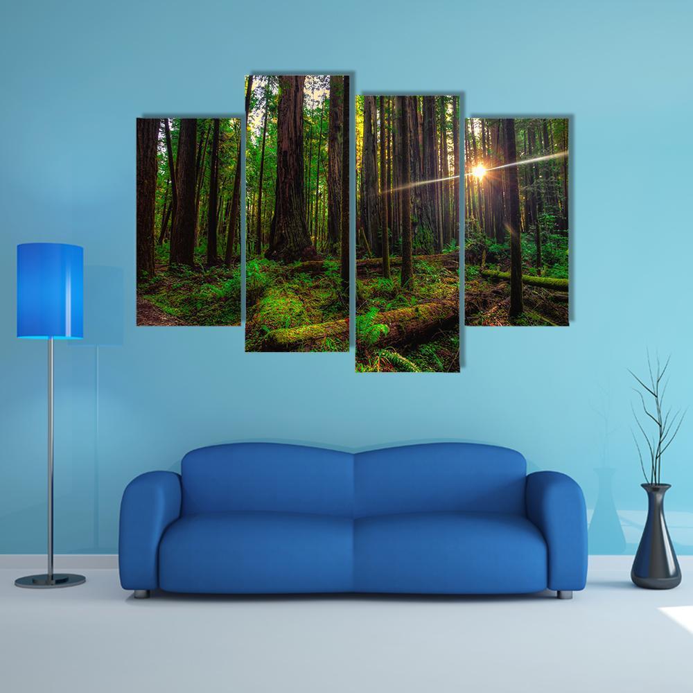 Sunlight In The Redwoods Forest Canvas Wall Art-4 Pop-Gallery Wrap-34" x 20"-Tiaracle