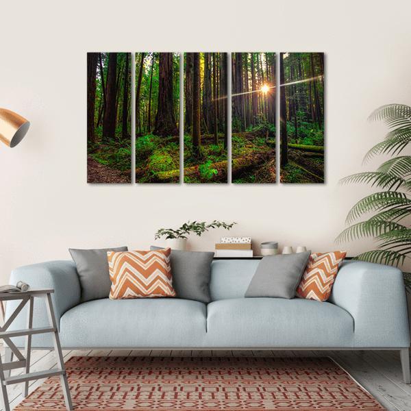 Redwoods Forest and Sunlight Canvas Wall Art-5 Horizontal-Gallery Wrap-22&quot; x 12&quot;-Tiaracle