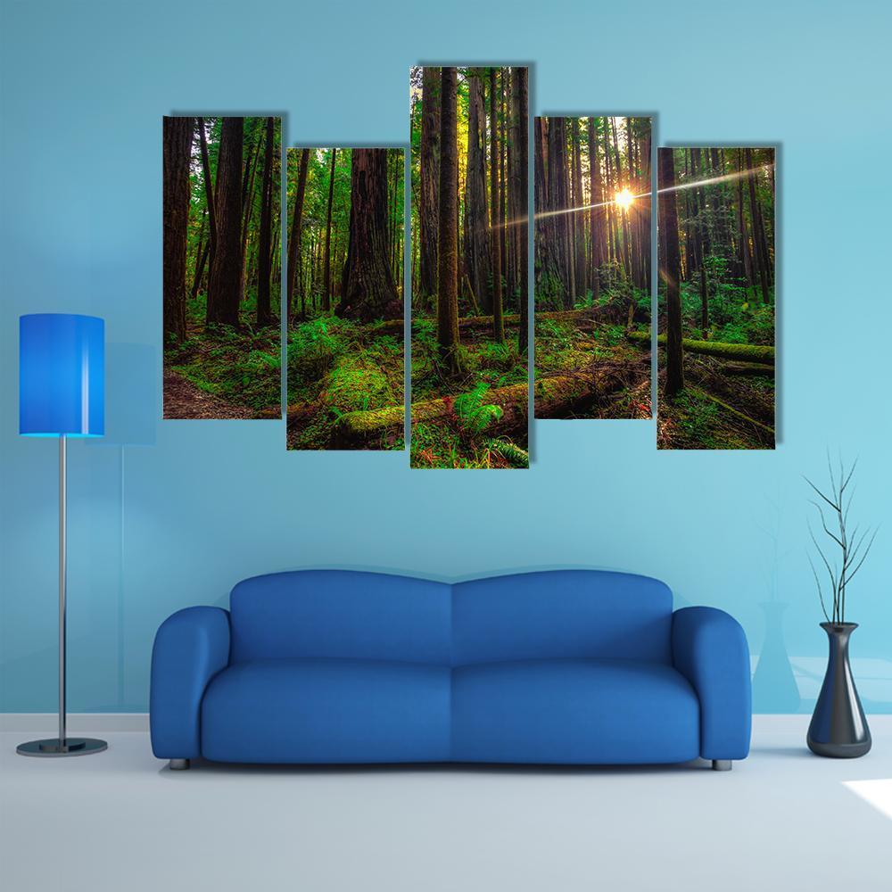 Sunlight In The Redwoods Forest Canvas Wall Art-5 Pop-Gallery Wrap-32" x 21"-Tiaracle