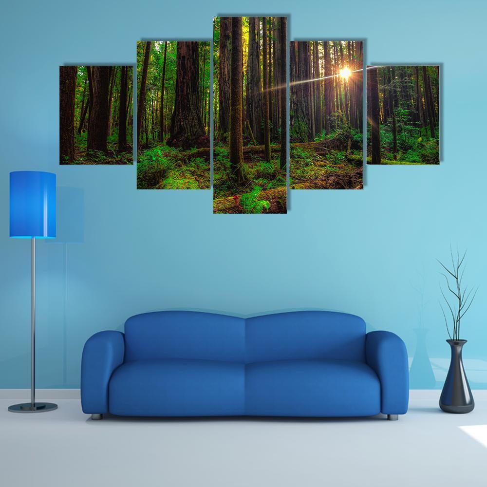 Sunlight In The Redwoods Forest Canvas Wall Art-5 Star-Gallery Wrap-42" x 21"-Tiaracle