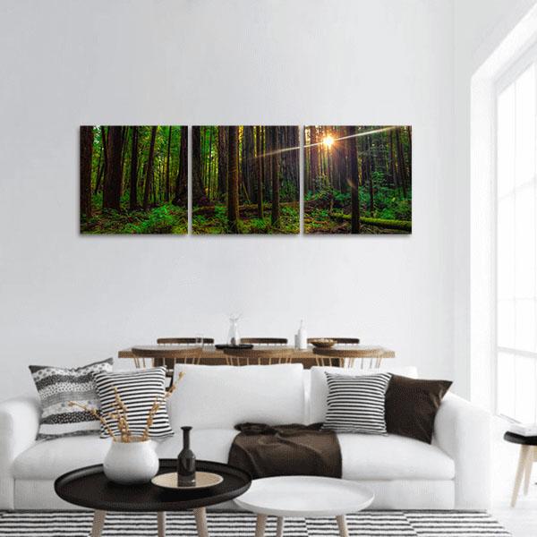 Sunlight In The Redwoods Forest Panoramic Canvas Wall Art-3 Piece-25" x 08"-Tiaracle