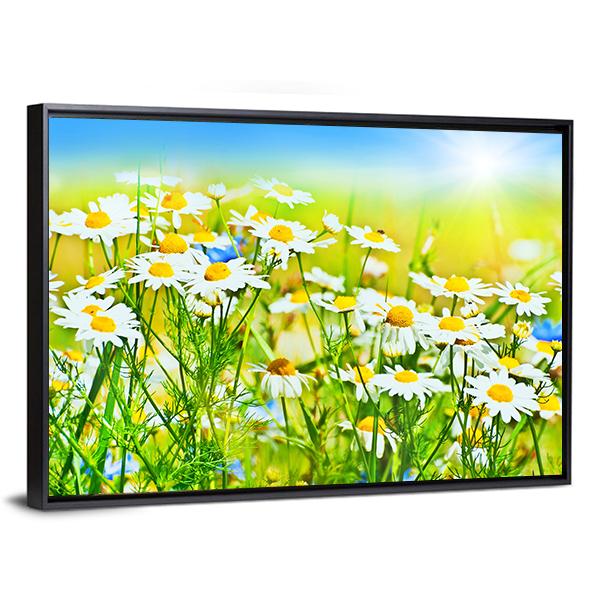 Sunny Daisy Field Canvas Wall Art-3 Horizontal-Gallery Wrap-25" x 16"-Tiaracle