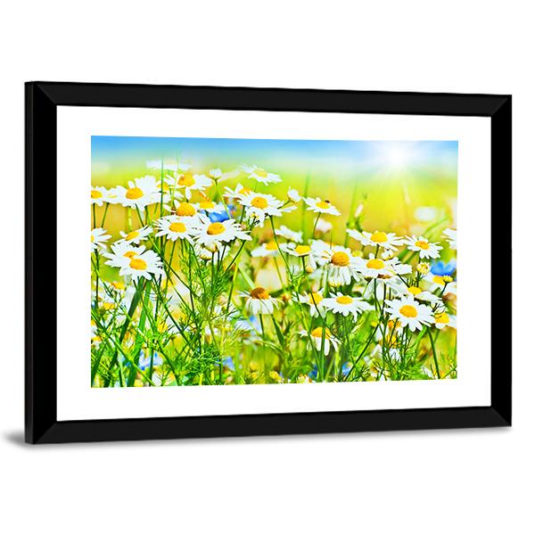 Sunny Daisy Field Canvas Wall Art-3 Horizontal-Gallery Wrap-25" x 16"-Tiaracle