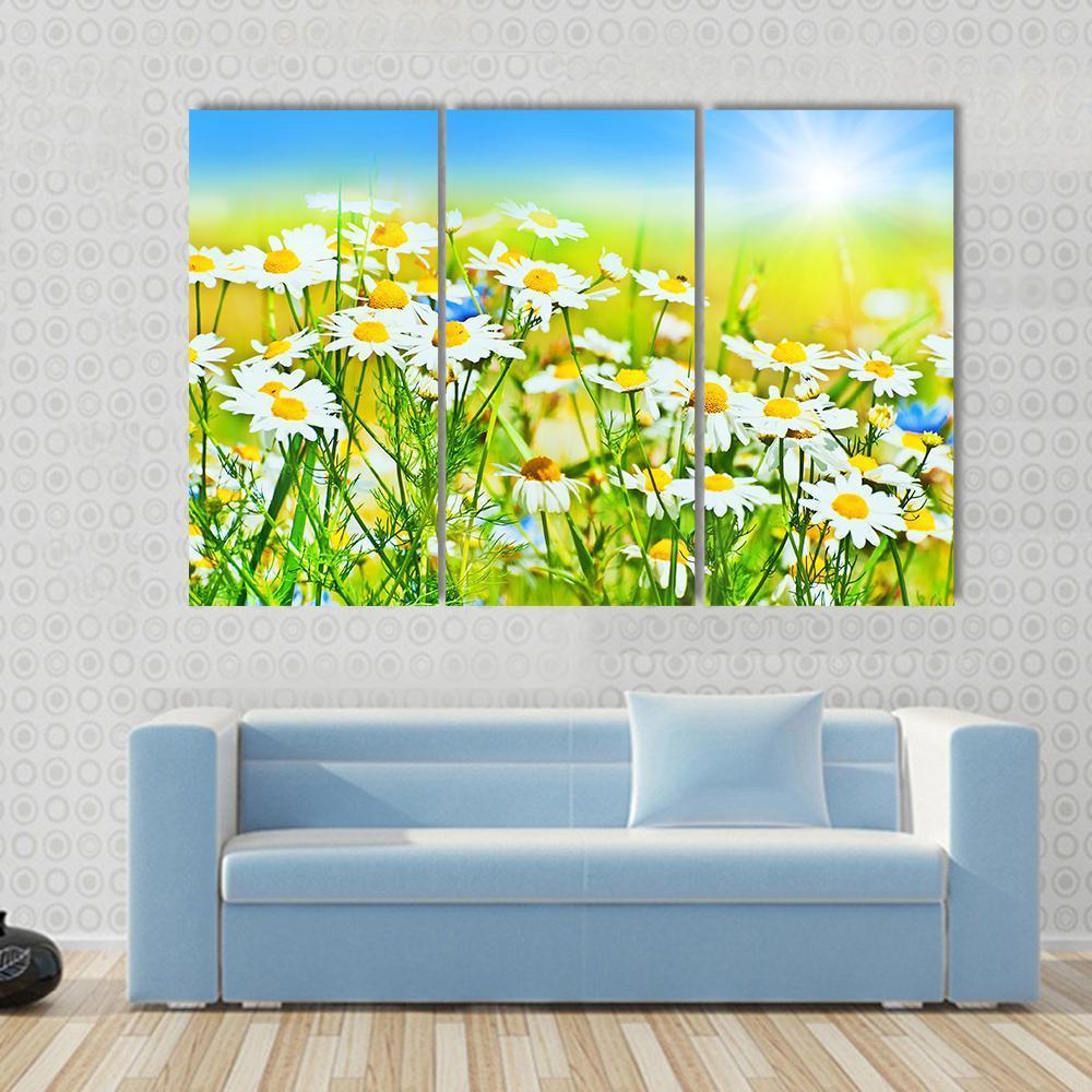 Sunny Daisy Field Canvas Wall Art-3 Horizontal-Gallery Wrap-37" x 24"-Tiaracle
