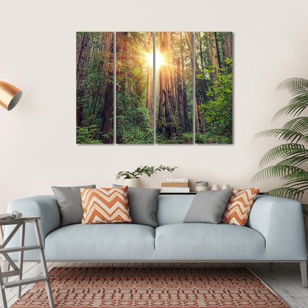 Sunny Redwood Forest In California Canvas Wall Art-4 Horizontal-Gallery Wrap-34" x 24"-Tiaracle
