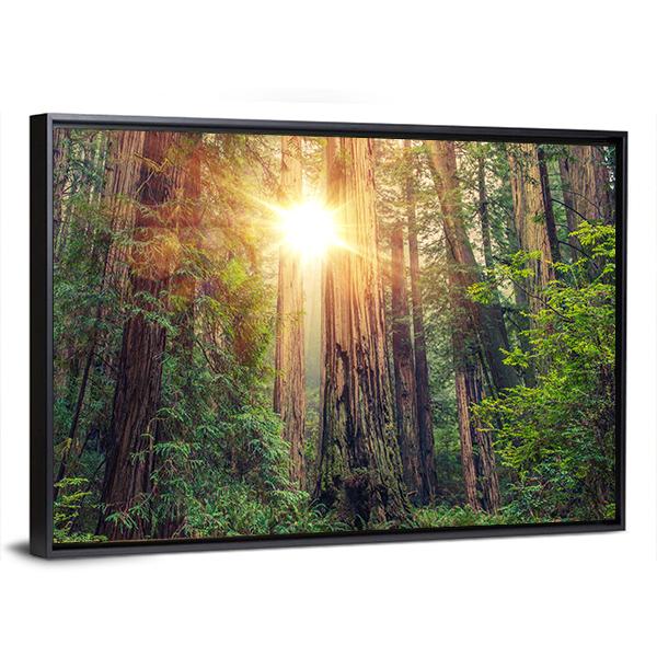Sunny Redwood Forest In California Canvas Wall Art-3 Horizontal-Gallery Wrap-25&quot; x 16&quot;-Tiaracle