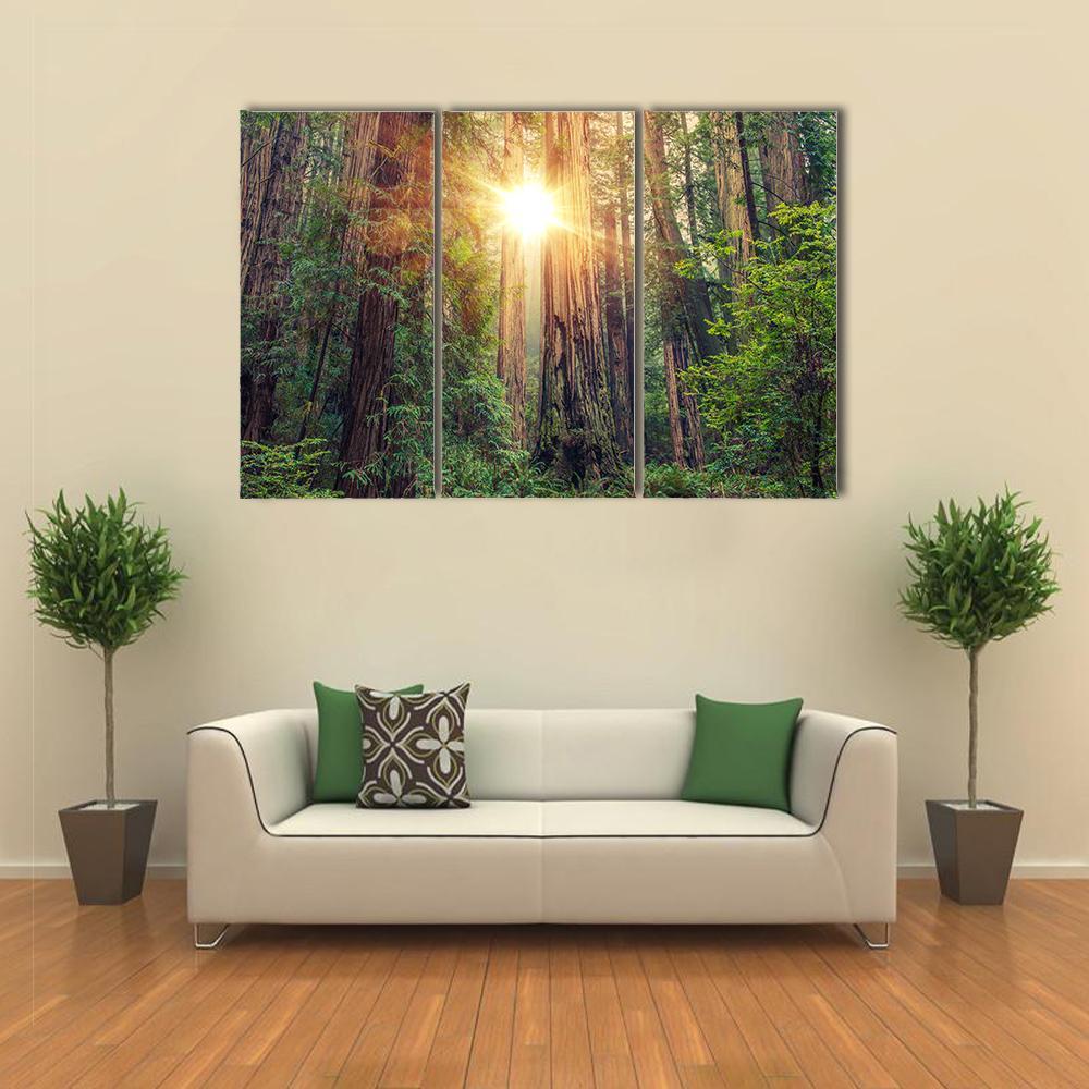 Sunlight Through California Redwood Forest Canvas Wall Art in brown, yellow and green, 3 panel horizontal set hung on a wall