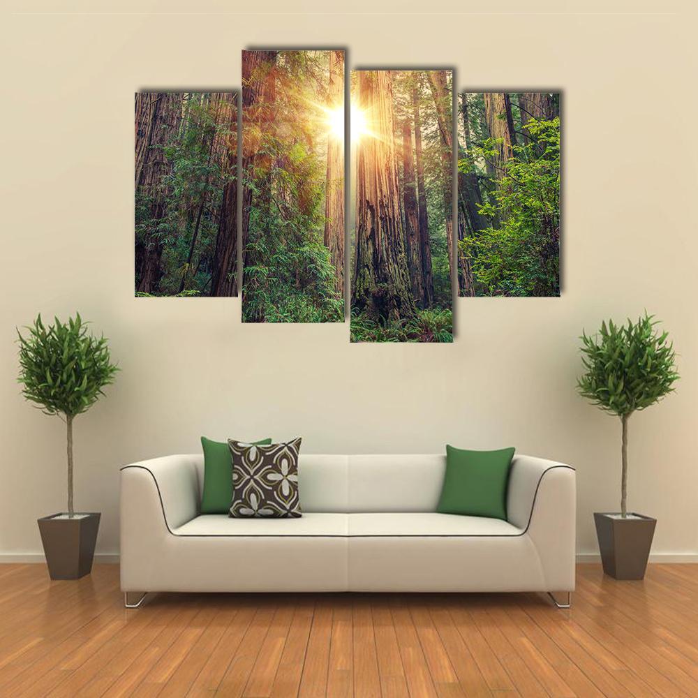 Sunlight Through California Redwood Forest Canvas Wall Art in brown, yellow and green, 4 panel Pop layout hung on a wall