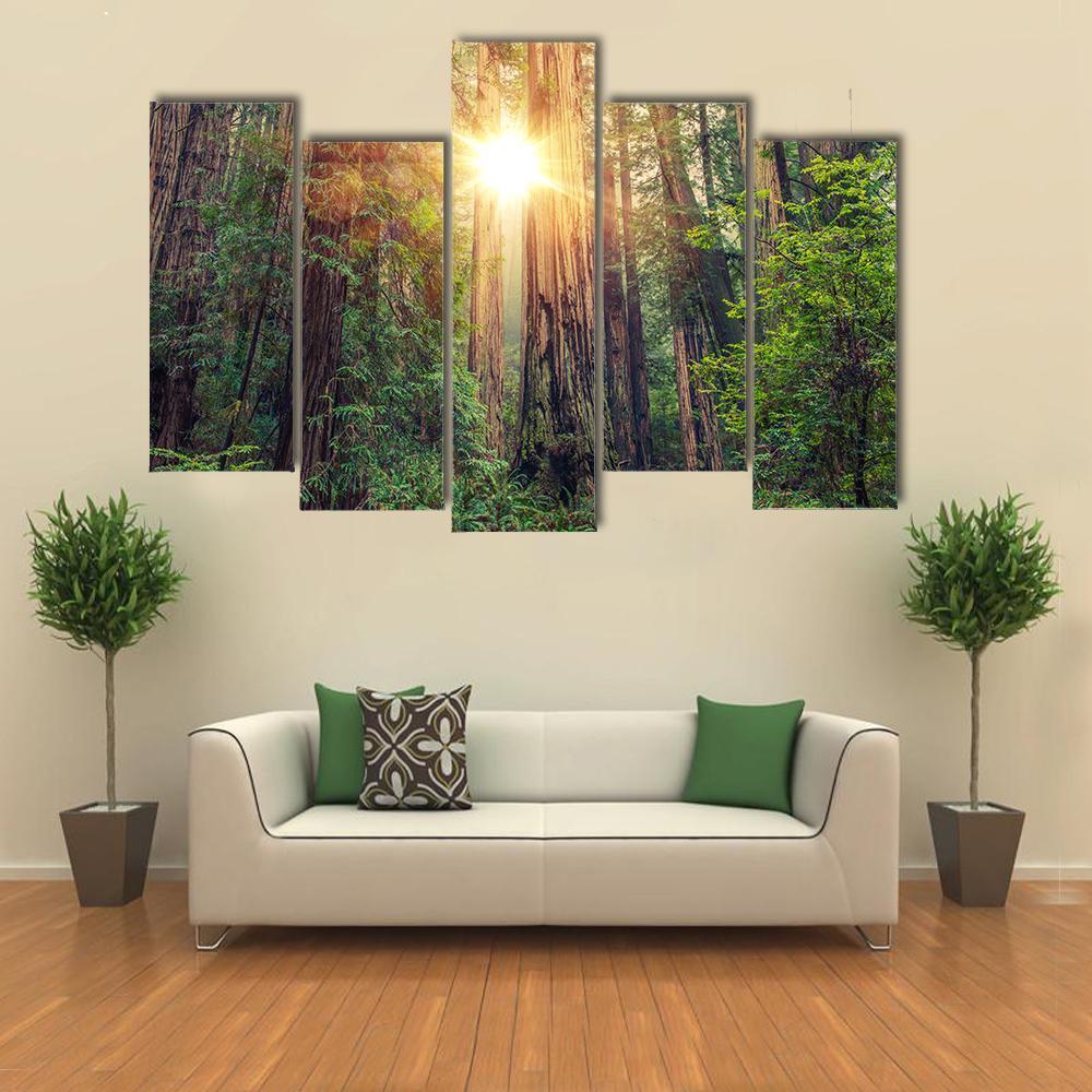 Sunny Redwood Forest In California Canvas Wall Art-5 Pop-Gallery Wrap-47" x 32"-Tiaracle