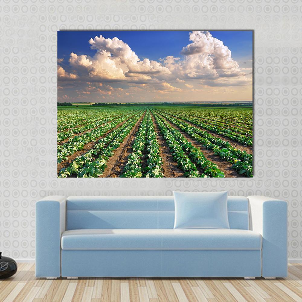Sunrise Over the Cabbage Field Canvas Wall Art in white, green and blue, single panel hung on a wall