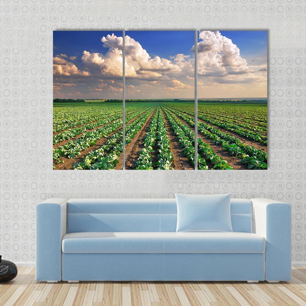 Sunrise Over The Cabbage Field Canvas Wall Art-3 Horizontal-Gallery Wrap-37" x 24"-Tiaracle