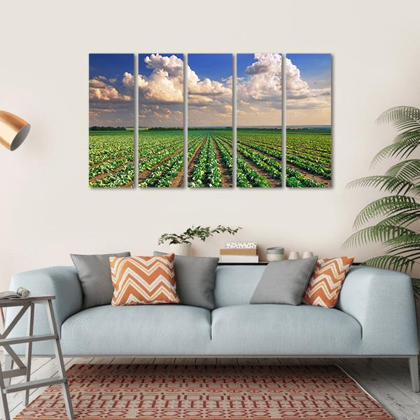 Sunrise Over The Cabbage Field Canvas Wall Art-5 Horizontal-Gallery Wrap-22" x 12"-Tiaracle