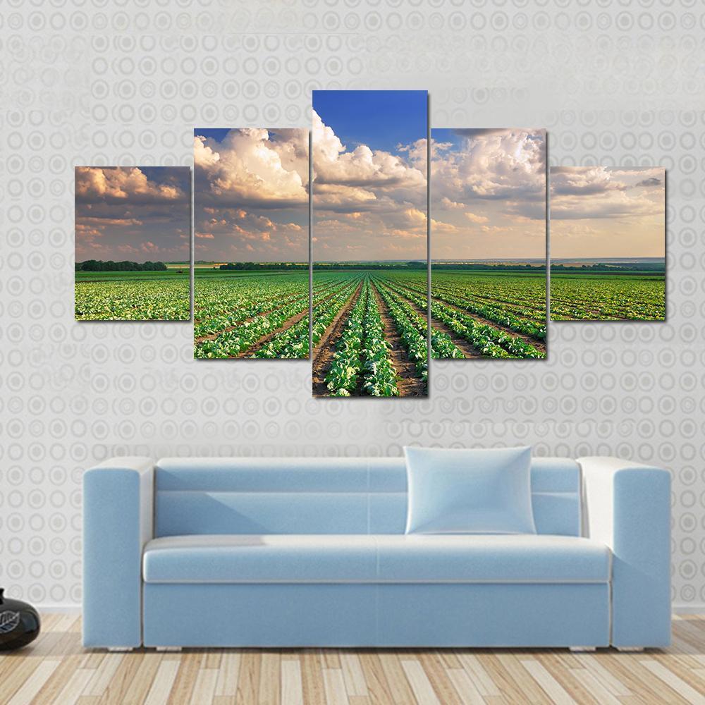 Sunrise Over The Cabbage Field Canvas Wall Art-3 Horizontal-Gallery Wrap-37" x 24"-Tiaracle