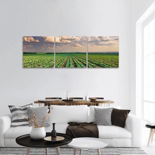 Sunrise Over The Cabbage Field Panoramic Canvas Wall Art-3 Piece-25" x 08"-Tiaracle