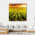 Sunset Over Vineyard Canvas Wall Art-4 Square-Gallery Wrap-17" x 17"-Tiaracle