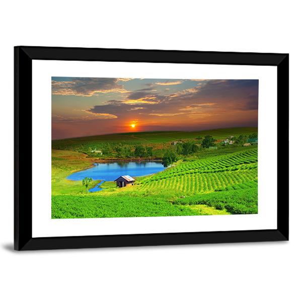 Tea Plantation Field Vietnam Canvas Wall Art-5 Horizontal-Gallery Wrap-22" x 12"-Tiaracle