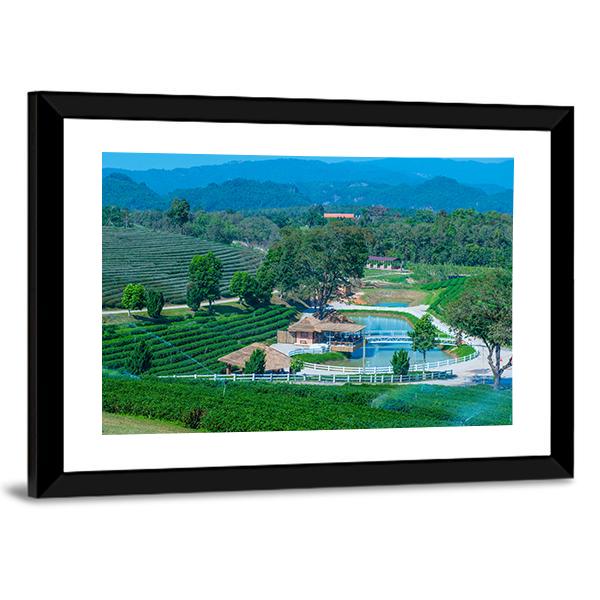 Tea Plantation In Chiang Rai Canvas Wall Art-3 Horizontal-Gallery Wrap-25" x 16"-Tiaracle