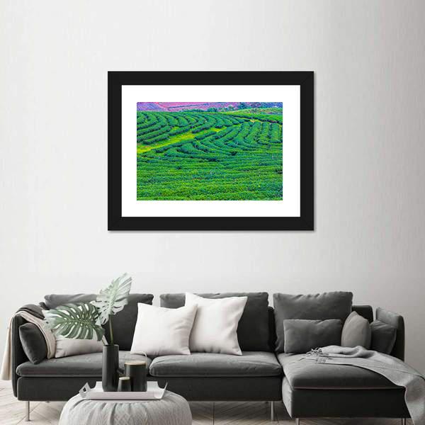 Tea Plantation In Thailand Canvas Wall Art-1 Piece-Framed Print-20" x 16"-Tiaracle