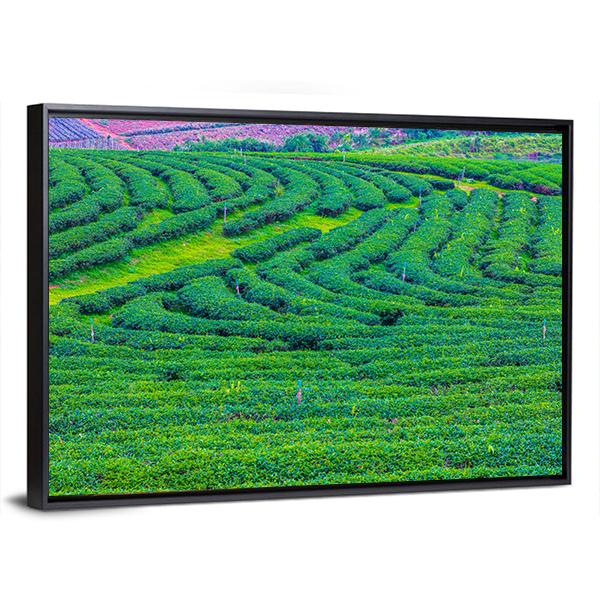 Tea Plantation In Thailand Canvas Wall Art-3 Horizontal-Gallery Wrap-25" x 16"-Tiaracle