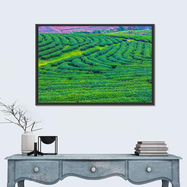Tea Plantation In Thailand Canvas Wall Art-3 Horizontal-Gallery Wrap-25" x 16"-Tiaracle