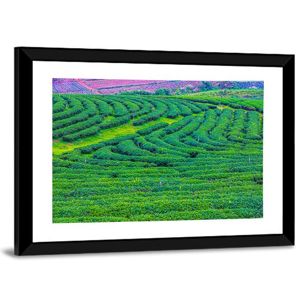 Tea Plantation In Thailand Canvas Wall Art-3 Horizontal-Gallery Wrap-25" x 16"-Tiaracle