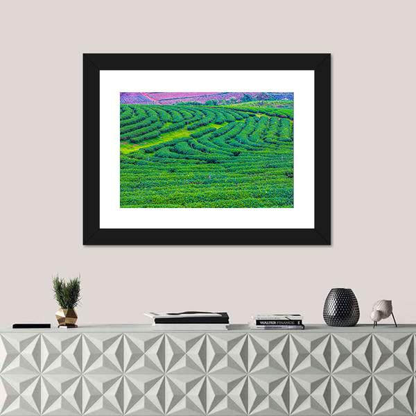 Tea Plantation In Thailand Canvas Wall Art-3 Horizontal-Gallery Wrap-25" x 16"-Tiaracle