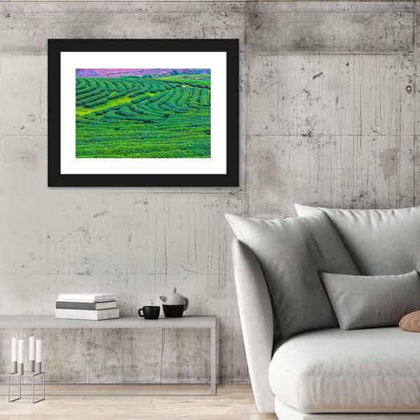 Tea Plantation In Thailand Canvas Wall Art-3 Horizontal-Gallery Wrap-25" x 16"-Tiaracle