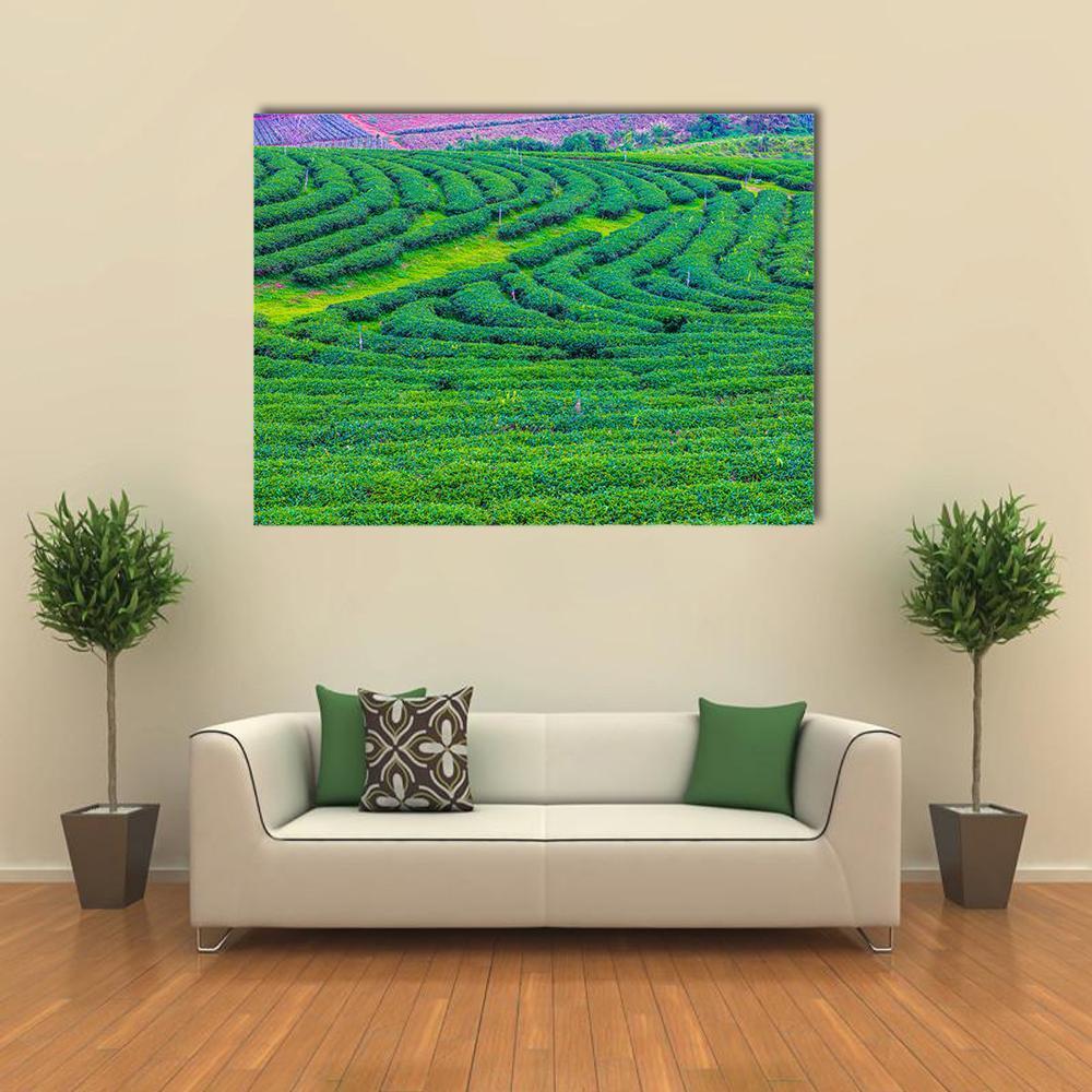 Tea Plantation in Thailand Canvas Wall Art in green, single panel hung on a wall