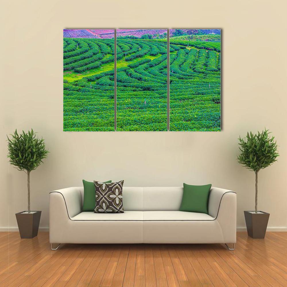 Tea Plantation In Thailand Canvas Wall Art-3 Horizontal-Gallery Wrap-37" x 24"-Tiaracle