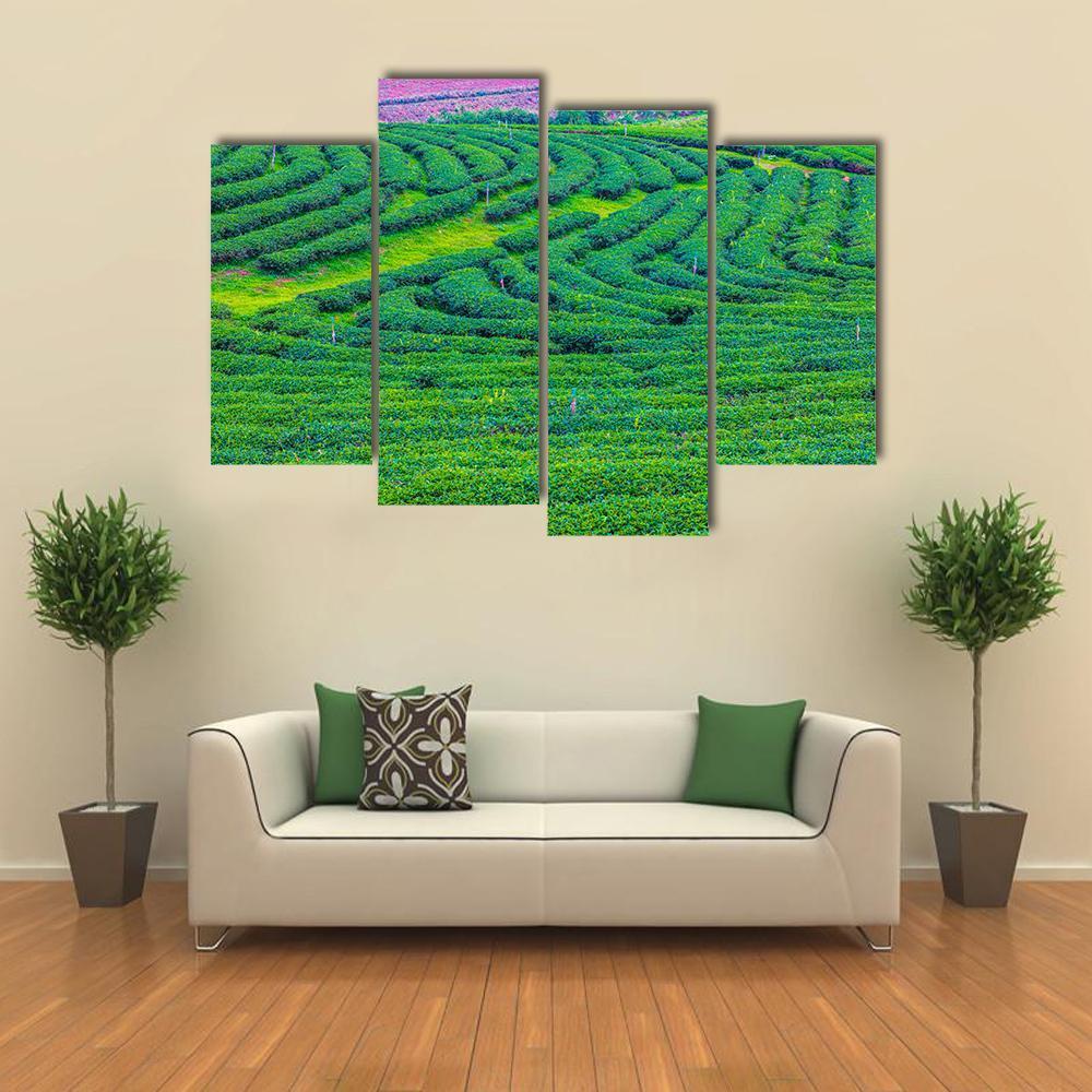 Tea Plantation In Thailand Canvas Wall Art-4 Pop-Gallery Wrap-50" x 32"-Tiaracle