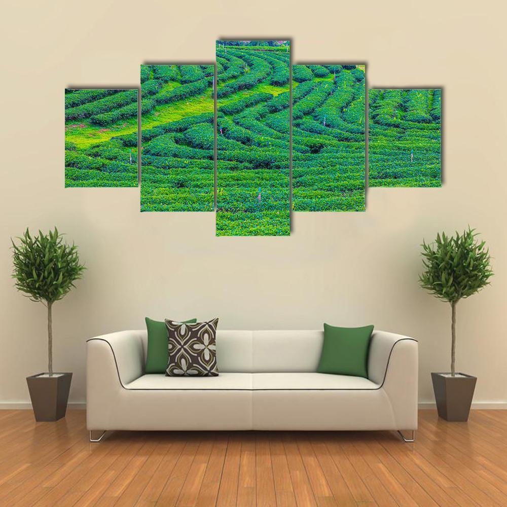 Tea Plantation In Thailand Canvas Wall Art-5 Star-Gallery Wrap-62" x 32"-Tiaracle