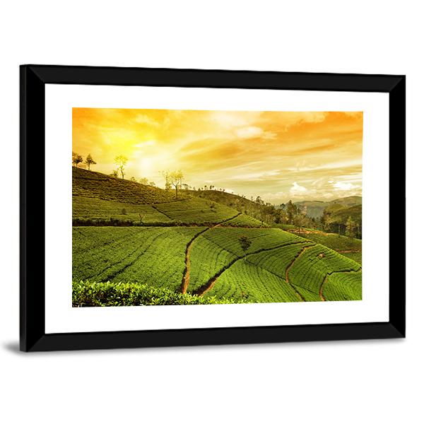 Tea Plantation Landscape Canvas Wall Art-5 Horizontal-Gallery Wrap-22" x 12"-Tiaracle