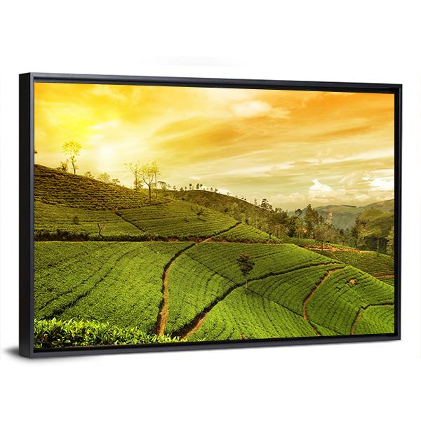 Tea Plantation Landscape Canvas Wall Art-5 Horizontal-Gallery Wrap-22" x 12"-Tiaracle