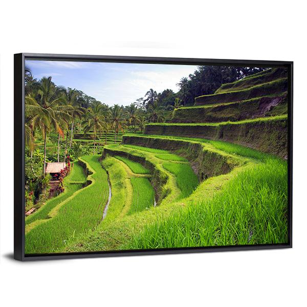 Terrace Rice Fields In Indonesia Canvas Wall Art-3 Horizontal-Gallery Wrap-25" x 16"-Tiaracle