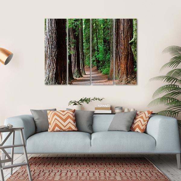 Redwoods Forest Rotorua Canvas Wall Art-4 Horizontal-Gallery Wrap-34" x 24"-Tiaracle