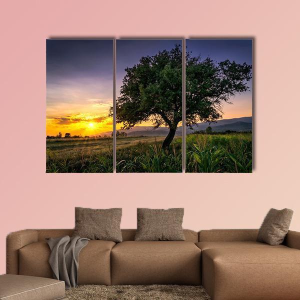 Tree By A Corn Field At Sunset Canvas Wall Art-3 Horizontal-Gallery Wrap-37" x 24"-Tiaracle